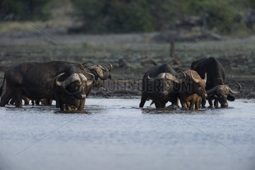African Buffalo (Syncerus Caffer) at the rivier   South Africa  Kruger national park
