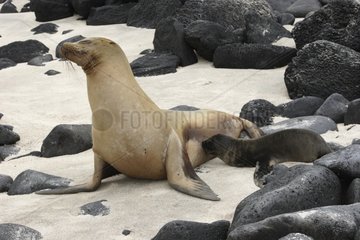 California Sea Lion nursing newborn pup Galapagos