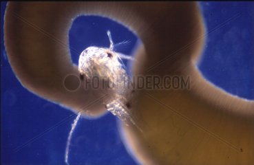 Anemone fängt einen Copepod mit einem seiner Tentakel