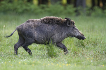 Wild boar (Sus scrofa) walking in grass  Ardennes  Belgium