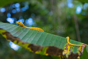 Eyelash viper (Bothriechis schlegelii) on a leaf  Costa Rica