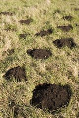 Molehills in einem Feld Elsass Frankreich