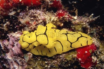 Black yellow Nudibranche in sector Lizard Island Australia