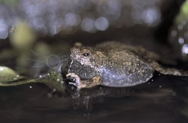 Leptodactylid frog calling in the water Panama