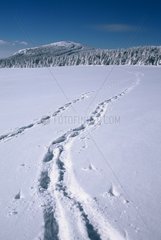 Traces dans la neige Plateau d'Auvergne