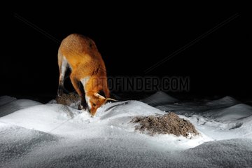 Red Fox digging snow Normandie France