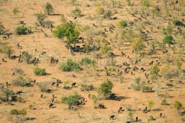 Herd of Cape buffalos in savanna Botswana