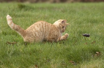 Young Red Tigray Cat playing with a Shrew Britanny