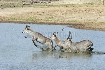 Waterbuck crossing a water point South Africa