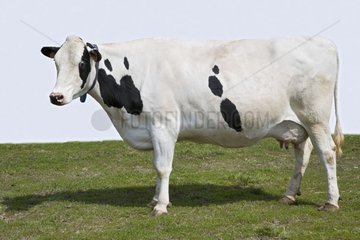 Portrait of a Cow of Holstein race in pre France