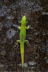 Gold dust day gecko on bark Mayotte Comores
