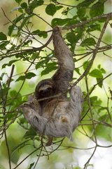 Three-toed Sloth suspend Refuge Hacienda Barù Costa Rica