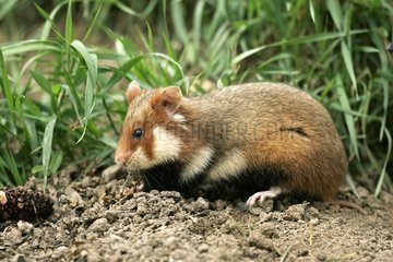 Hamster Commun en liberté dans la Steppe