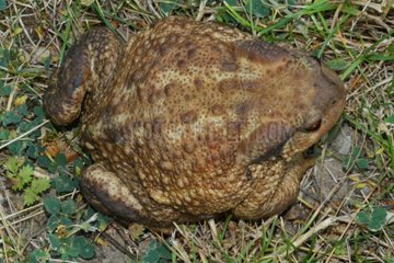 Thorny toad in the grass - Alpes France