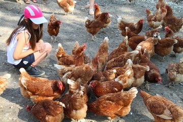 Girl and Hens Isabrown - France