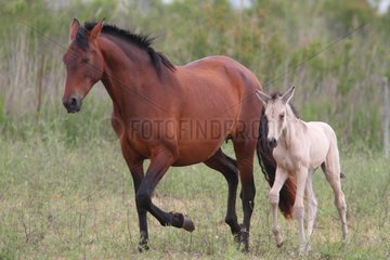 Spanish horse and foal in a meadow