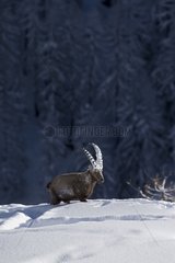Male Ibex in the snow - Grand Paradis Alpes Italy