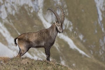 Male Ibex in autumn - Swiss Alps