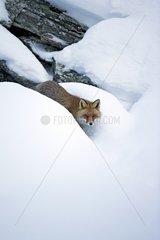 Red fox in the snow - Gran Paradiso Italy