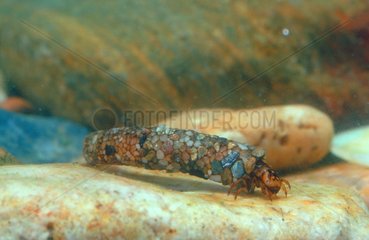 Caddis Fly larva in its larval case Spain