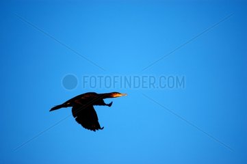 Great cormorant flying