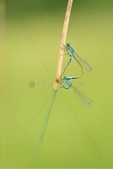 Damselfly coupling on a stem Touraine France