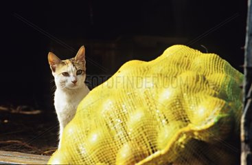 Katze sitzt neben einer GemÃ¼setasche Indien