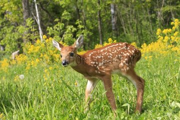 Young White-tailed deer standing in the grass Minnesota USA