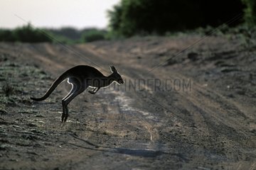 Kangourou gris de l'Est traversant une piste en sautant