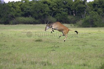 Jumping Eland Masai Mara Kenya