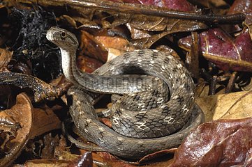 Snake in Bolivia
