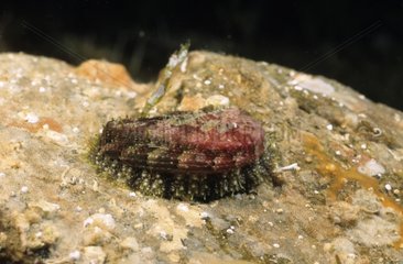Small Abalone in Meditarranean sea