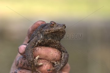Toad plenty of earth ground in one hand
