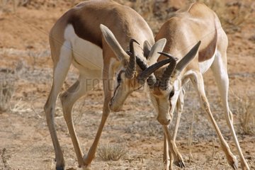 Male Springboks fighting Kgalagadi NP South Africa