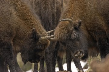 Fights between two European Bisons in Poland