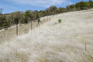 Fencing of a replanted dry forest New Caledonia