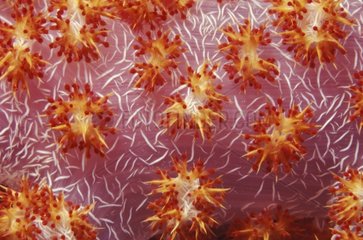 Polyps of a Soft Coral with spicules in trunc Pacific Ocean