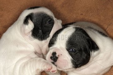 Pups of French Bulldog 10 days old France