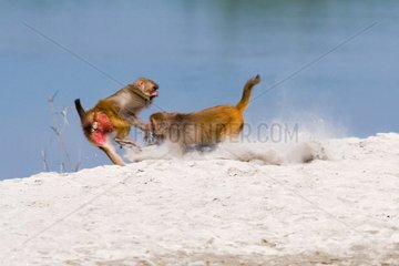 Rhesus Monkey males fighting Royal Bardia Park Nepal