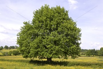 Tree isolated in an agricultural landscape Bourgogne France