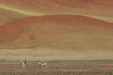 Springboks Sossusvlei dune Namib desert Namibia