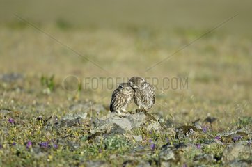 Couple of little owls with on a rock Spain