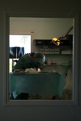 Veterinary surgeon surgeon practising an operation France