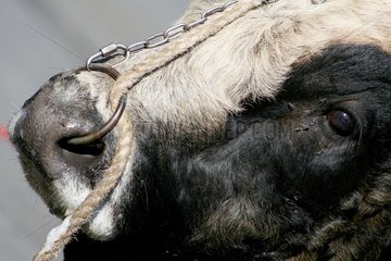 Close-up on the head of a Aubrac Bull in a fair