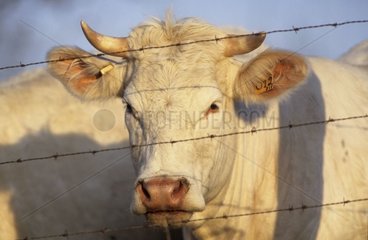 Vache de race Charolaise France