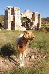 Römische Ruinen und Patara Türkiye Ziege