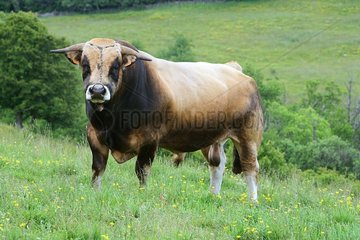 Portrait of a Bull in a field