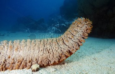 Pineapple Sea Cucumber dropping his seed Tuamotu Polynesia
