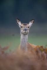 Portrait of a female Red deer United-Kingdom