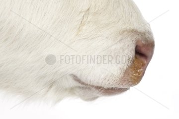 Close up of the snout of a charolais calf
